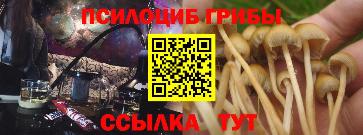 Галлюциногенные грибы Cubensis Фролово
